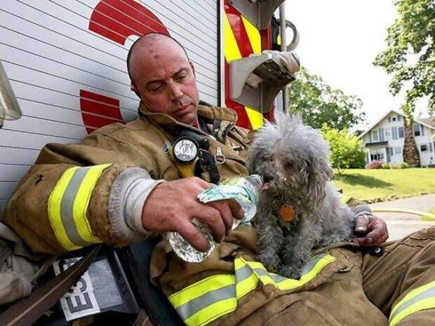 Пожарный с собакой, спасенной им из горящего дома в Коннектикуте животные, люди