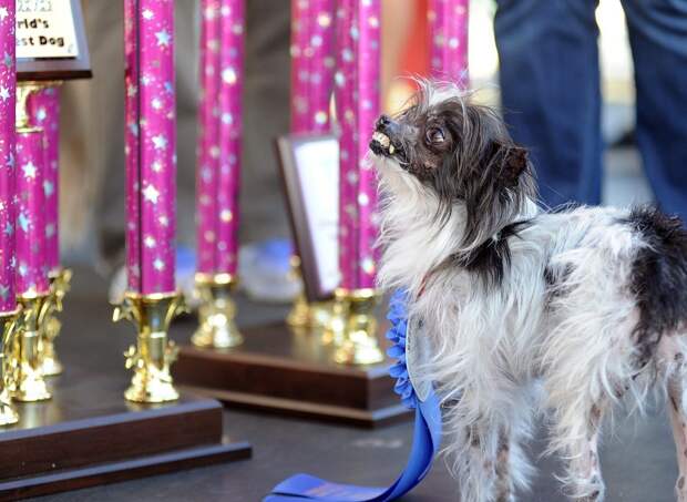 samaya urodlivaya sobaka v mire 12 Самая уродливая собака в мире 2014 года