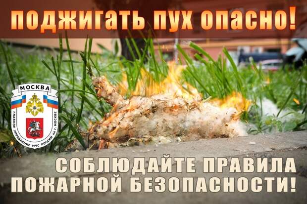 Тополиный пух — источник пожарной опасности и опасная «игрушка» для детей!