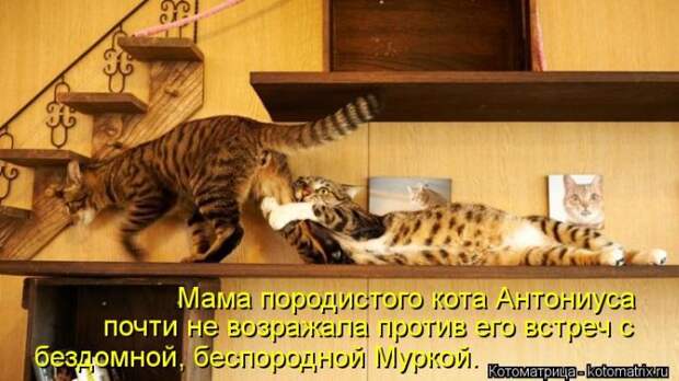 Лучшие котоматрицы недели Лучшие котоматрицы недели