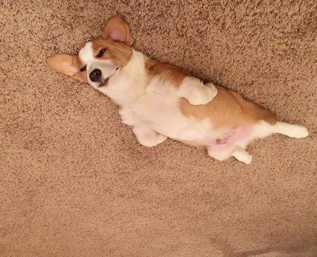 В интернете заметили, что переворачивать фотки собак, лежащих на полу — крутая идея. И тут понеслось перевернули, пол, потолок, прикол, собака, умора, юмор