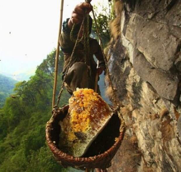 Собиратели меда в Гималаях.
