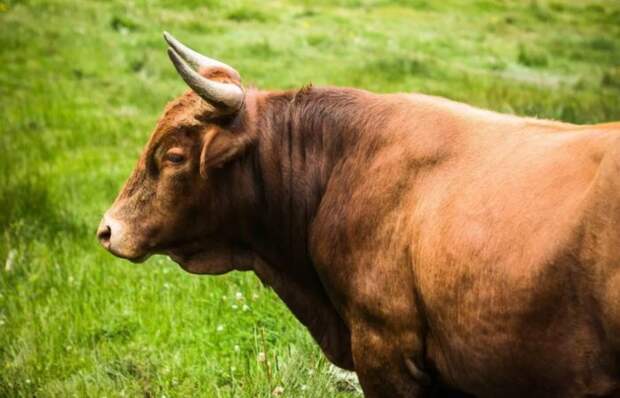Генетики назвали родину всех современных коров и быков