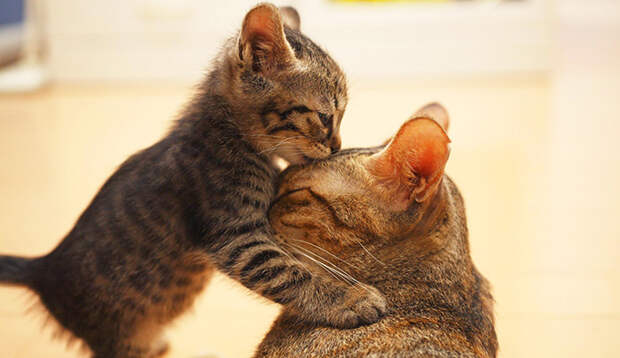 kitten