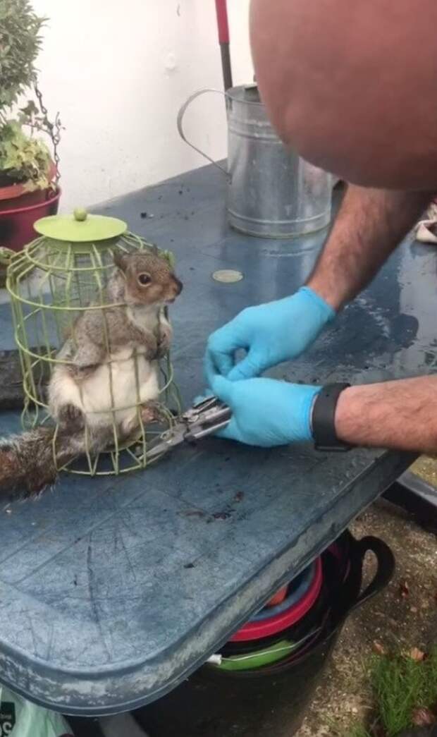 Забавные животные, которые застряли и попали в неловкую ситуацию