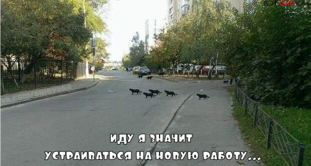 коты (604x323, 180Kb)