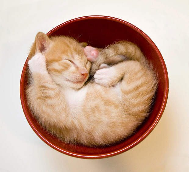 sleeping-kittens-in-bowl-sanna-pudas sleeping kittens in bowl sanna pudas Кошки это жидкость, есть доказательства