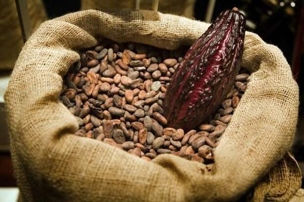 Это плоды какао, однако мы с вами привыкли их видеть в таком виде или же измельченными. загадка, интересное, что это