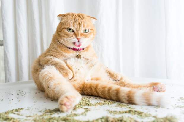 Коты и кошачья мята: вы еще не знаете, что такое кайф! животные, забавно, коты, кошачья мята, кошки, мило, смешно, фотоподборка