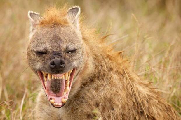 12 животных, чьи укусы могут иметь серьезные последствия для нашего здоровья