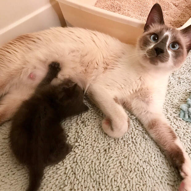 кошка кормит котенка