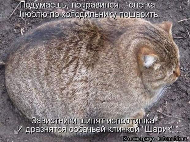 Веселая котоматрица за неделю (28 шт)