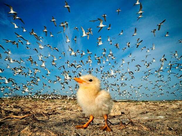 Коллекция удивительных снимков от National Geographic за 2012 год Коллекция удивительных снимков от National Geographic за 2012 год