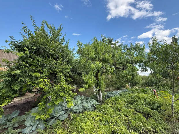 Сорняки исчезают за 48 часов: 5 методов, которые я проверяла на своих грядках