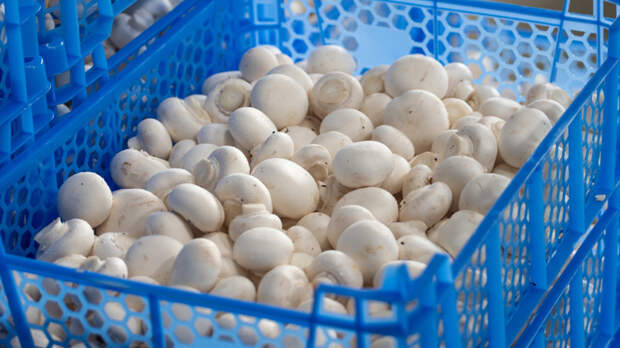 Россия поставила рекорд по экспорту шампиньонов