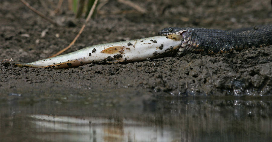 Водяной уж (Natrix tessellata)