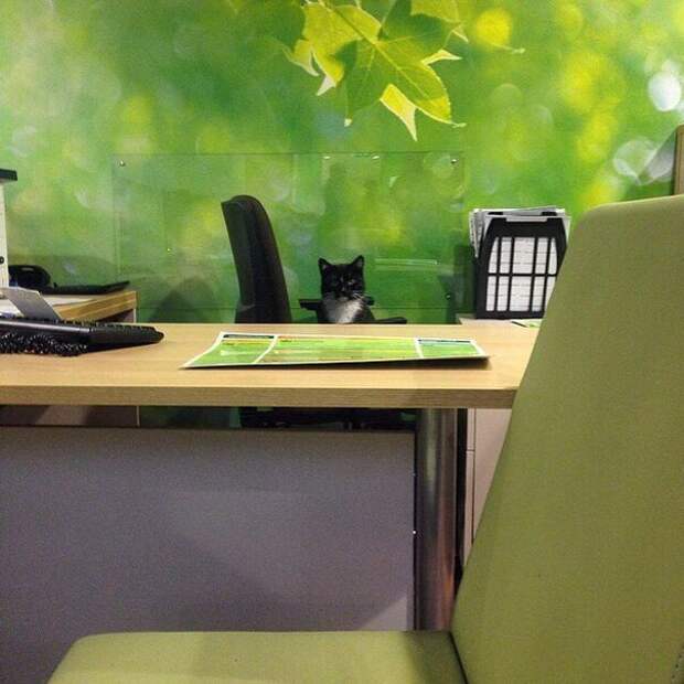 20 мест, в которых не должно было быть кота, но вот он (20 фото)