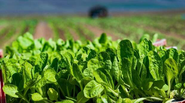 Новый урожай покажется "золотым" из-за цен на удобрения - эксперт