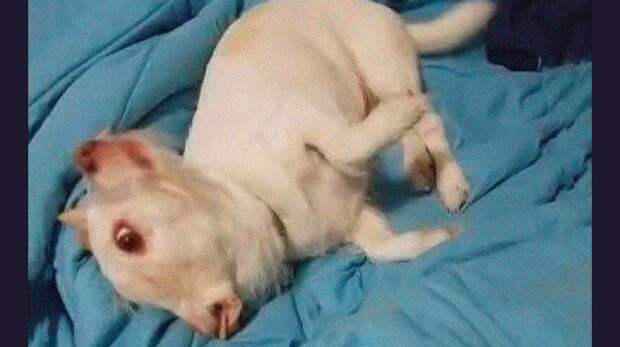 Оптическая иллюзия: это не чупакабра