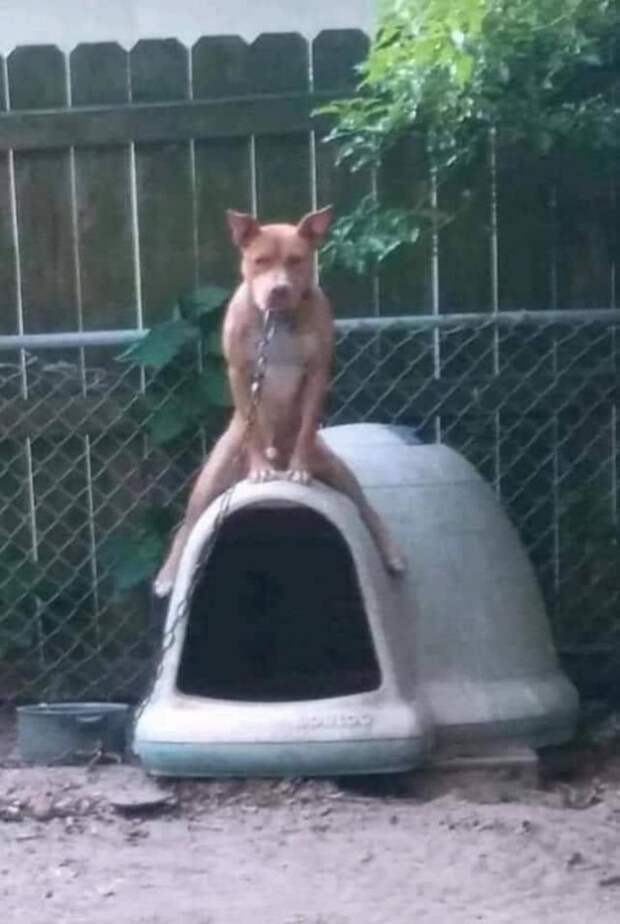 Собака сидит на будке
