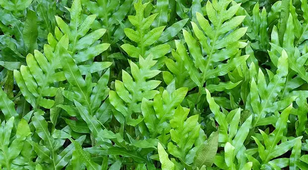 7 самых красивых и неприхотливых комнатных папоротников