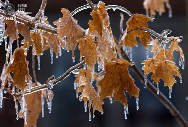 Канада. Торонто, Онтарио. 22 декабря. Изморозь на листьях. (REUTERS/Bob Strong)