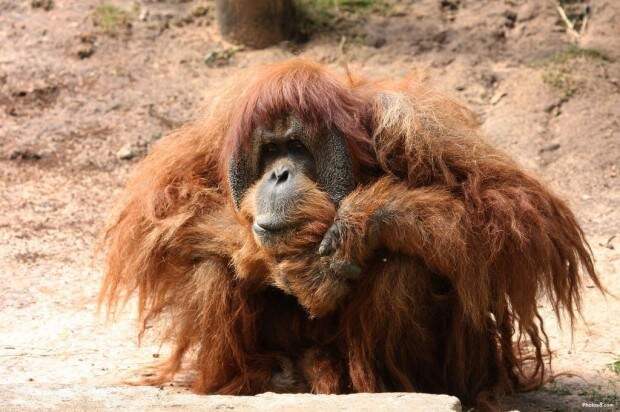 Орангутаны (лат. Pongo) (англ. Orangutan)