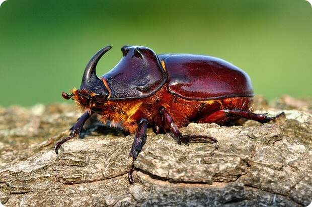 Жук-носорог (лат. Oryctes nasicornis) 