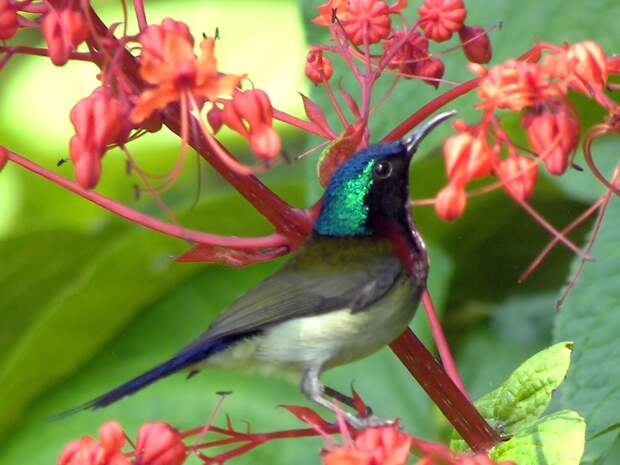 Обнаружены птицы, способные петь одну песню более тысячи лет