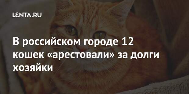 В российском городе 12 кошек «арестовали» за долги хозяйки