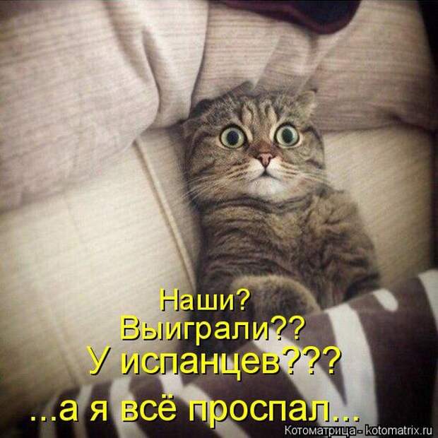 Лучшие котоматрицы недели (50 фото)