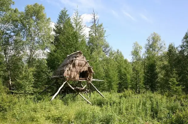 Охота. Медведя можно приманить раком на овсах