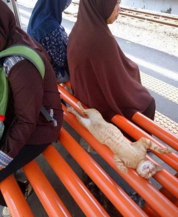 Прикольные котики коты, прикол, фото