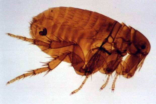 Очень маленькая, меньше одного миллиметра песчаная блоха является настоящим бедствием островов Карибского моря