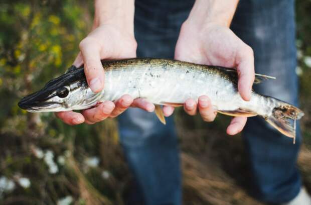 Азовское море: борьба с браконьерством меняет правила вылова осетра