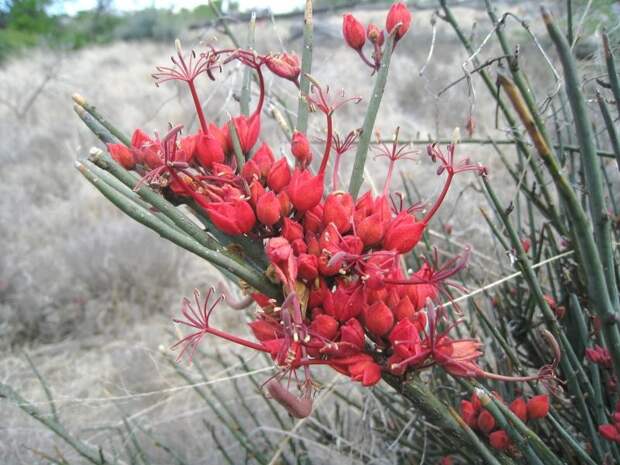 Кадаба безлистная Cadaba aphylla – ксерофильный кустарник - растение Калахари Цветение, красота, пустыня, удивительное, факты, фауна, цветы