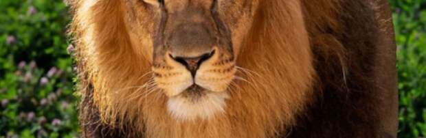 Посетитель зоопарка Алматы бросал камни в льва