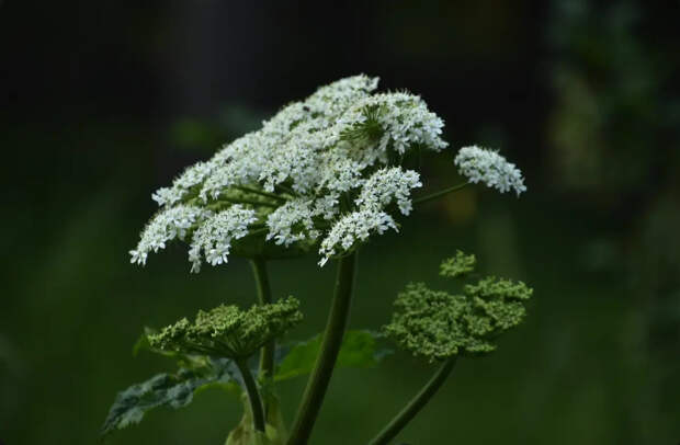 Лишиться дачного участка в 2026 году станет намного легче