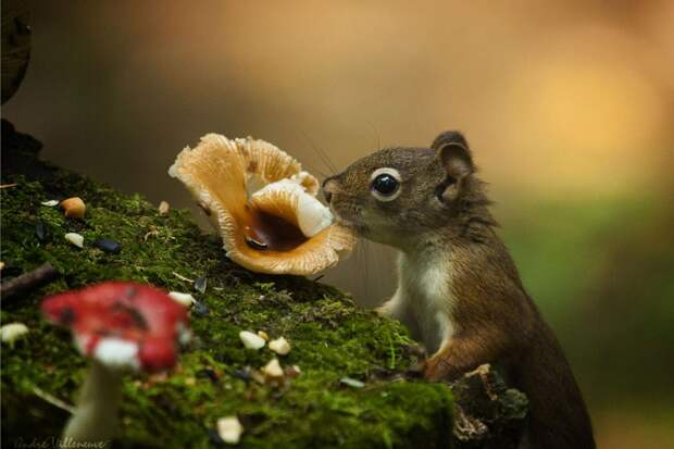 Фотография забавная жизнь белок Andre Villeneuve Фотография забавная жизнь белок Andre Villeneuve