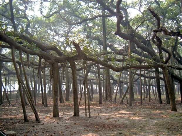 Огромный лес всего из одного дерева интераесное, природа, труднодоступные участки