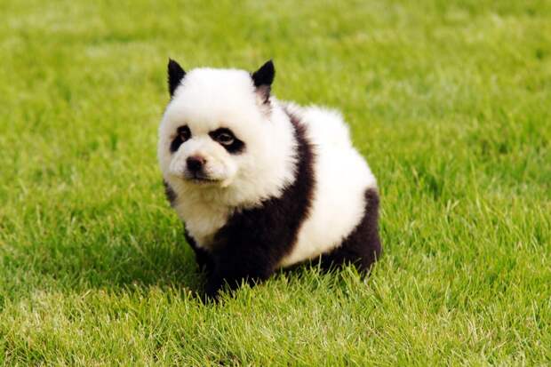 Собака-панда