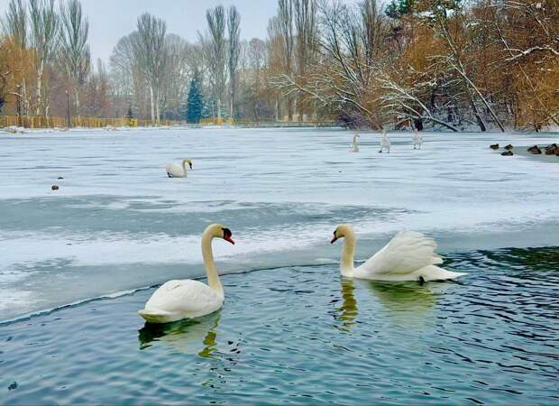 Как птицы парка Гагарина в Симферополе переносят зимние холода
