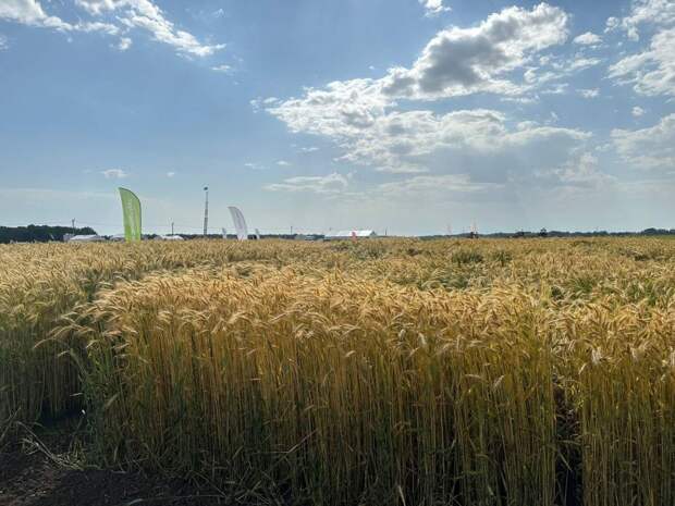 Россия планирует увеличить экспорт зерна до 80 млн тонн к 2030 году, заявила Лут в Дубае