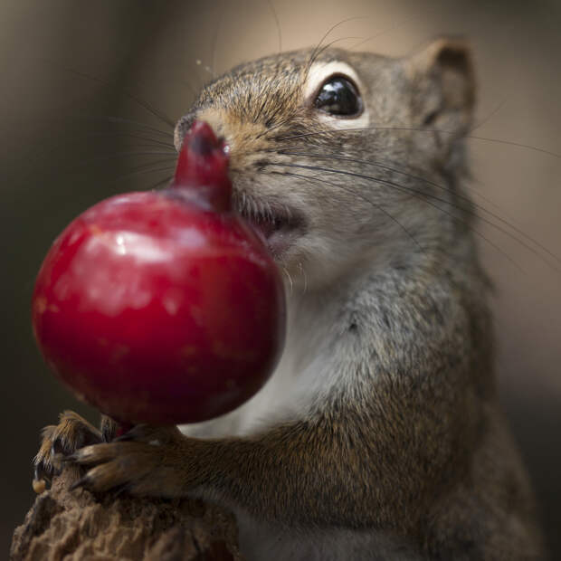 Фотография забавная жизнь белок Andre Villeneuve Фотография забавная жизнь белок Andre Villeneuve