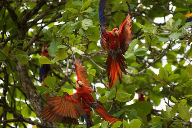 Amazonas15 Amazonas15 Большое фотопутешествие по лесам Амазонки