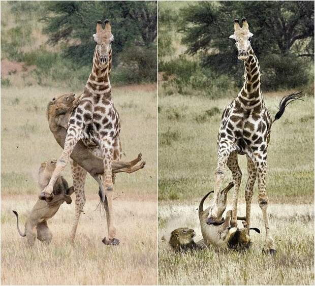 Молодые львы удачно поохотились на огромного жирафа