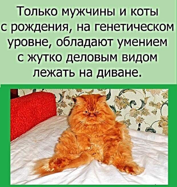 Котопост животные, коты, прикол, юмор