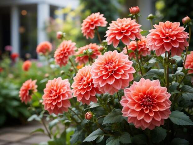 Этот цветок путают с кораллами: он делает клумбу яркой даже на пустом участке