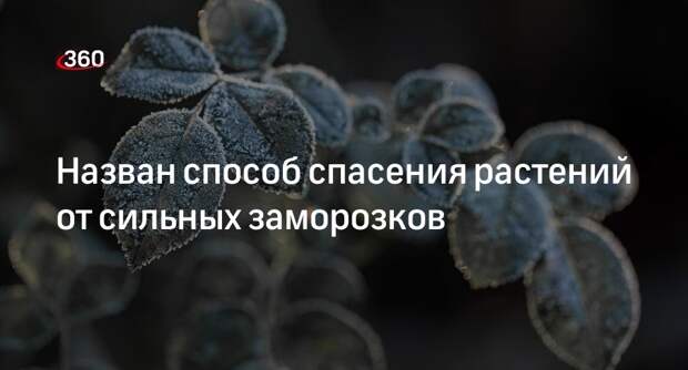 Садовод Туманов: растения от заморозков спасет задымление и накрывание пленкой