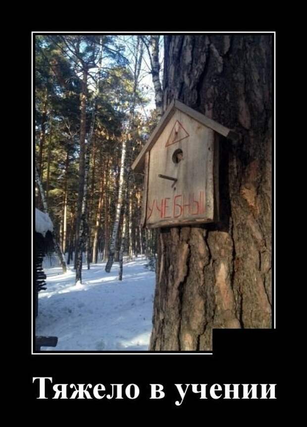 Демотиваторы